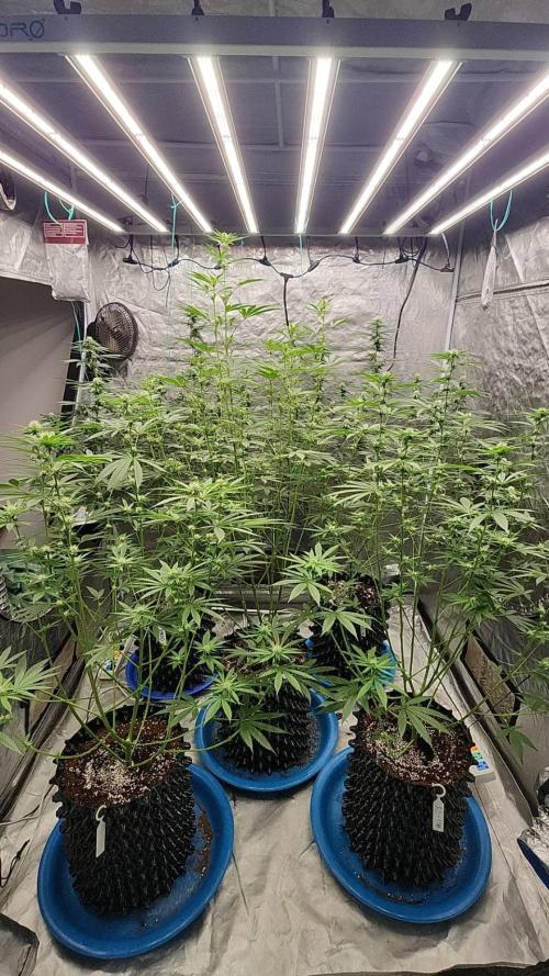 RS11 / GRAPE SLURRI / GODFATHER TY*PLCG. Week 10 - - BLOOM 24