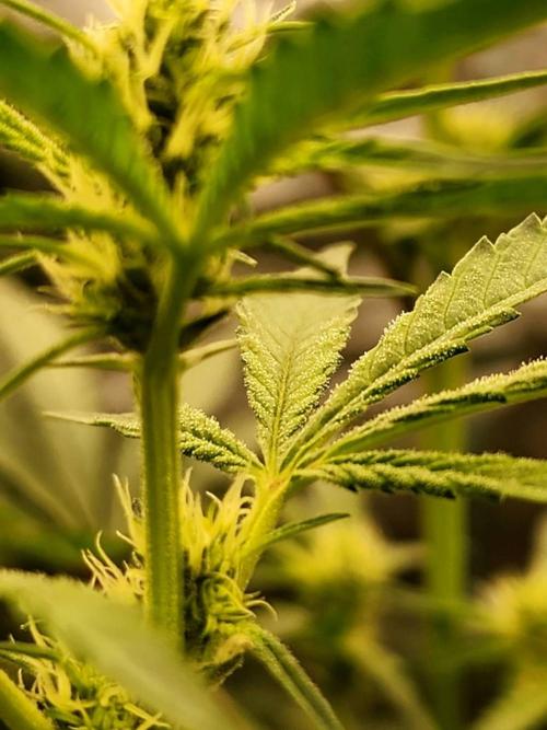 RS11 / GRAPE SLURRI / GODFATHER TY*PLCG. Week 10 - GODFATER TY * PLCG