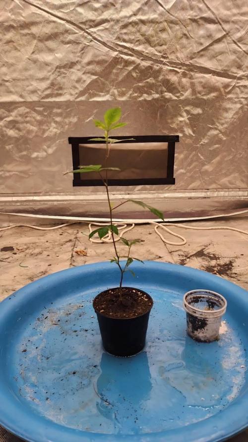 SUGAR MOMMY. Week 1 - VEG.1