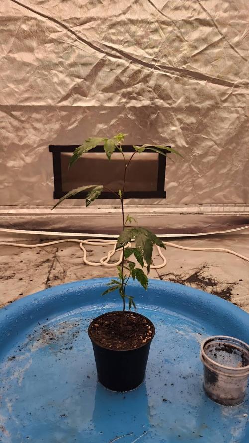 SUGAR MOMMY. Week 1 - VEG.3