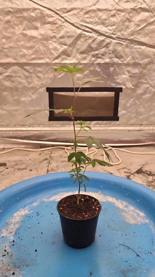 SUGAR MOMMY. Week 1 - VEG.6