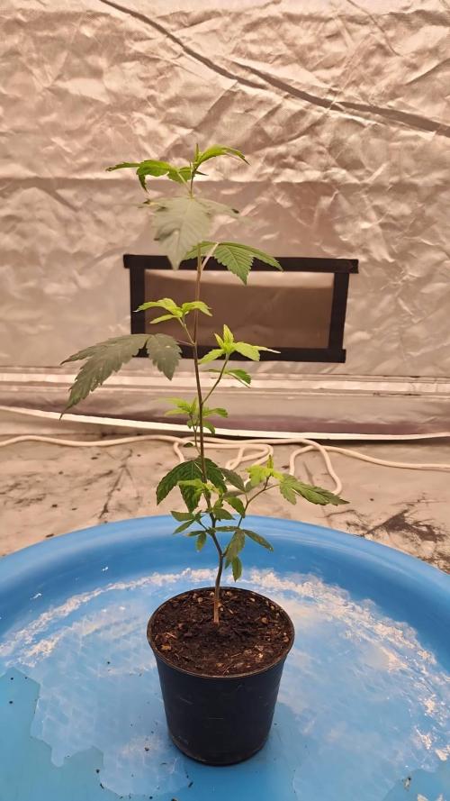 SUGAR MOMMY. Week 2 - VEG.9