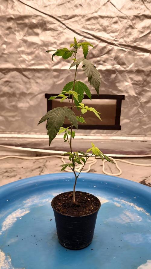SUGAR MOMMY. Week 2 - VEG.12