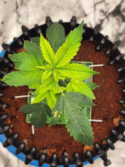 SUGAR MOMMY. Week 2 - VEG.14 (Root-bound)