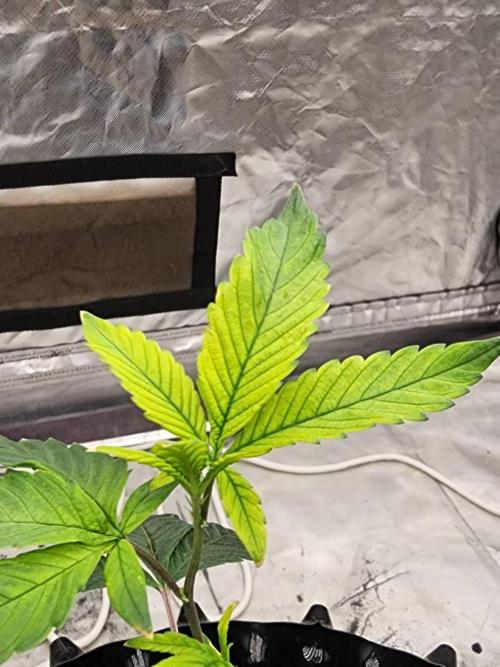 SUGAR MOMMY. Week 2 - VEG.14 (Root-bound)