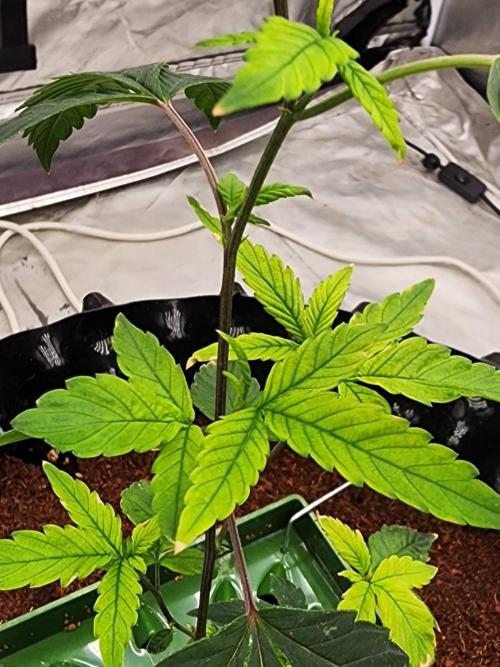SUGAR MOMMY. Week 2 - VEG.14 (Root-bound)
