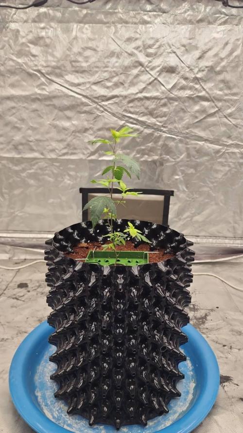 FC-E8000 800W LED. Week 2