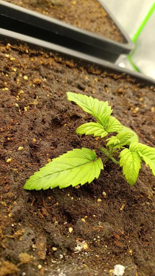 4x BigBud Photoperiod | Afghani #1 Skunk #1