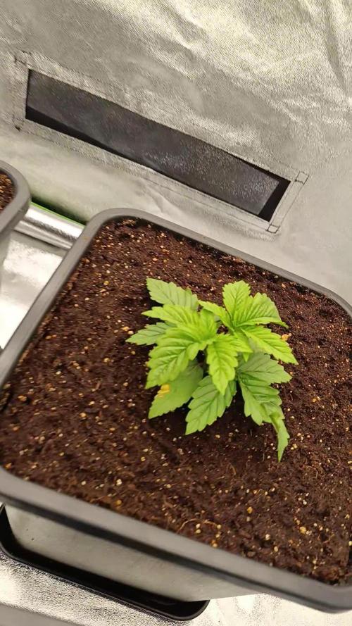 4x BigBud Photoperiod | Afghani #1 Skunk #1