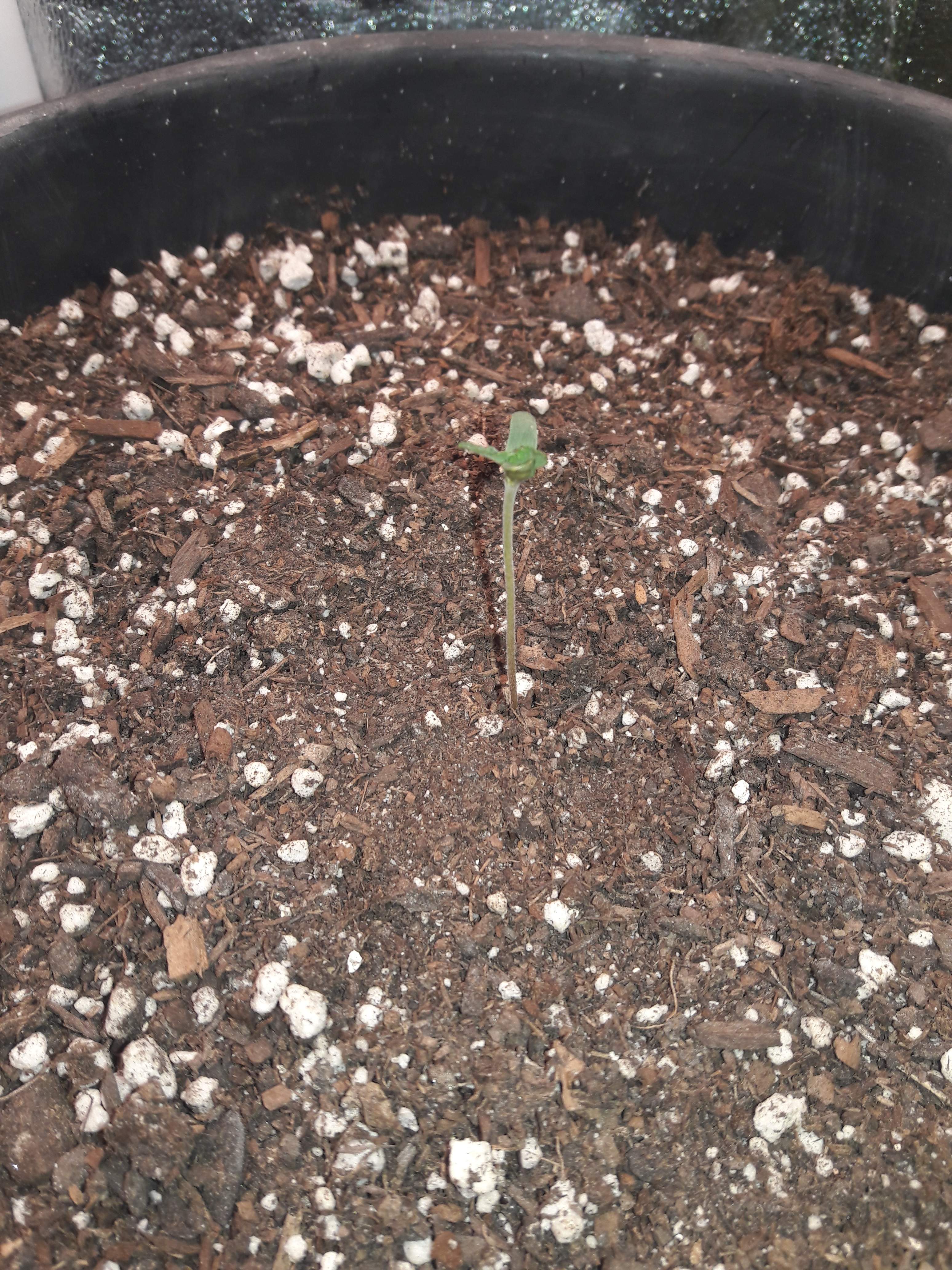 Barney's Farm Tangerine Dream Auto grow diary (journal) week1 by