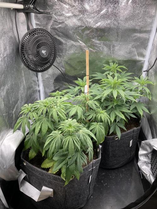 Triangle Project. Week 6 - D39 03.11.25