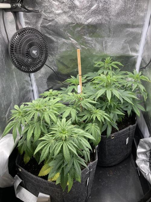 Triangle Project. Week 6 - D40 04.11.25