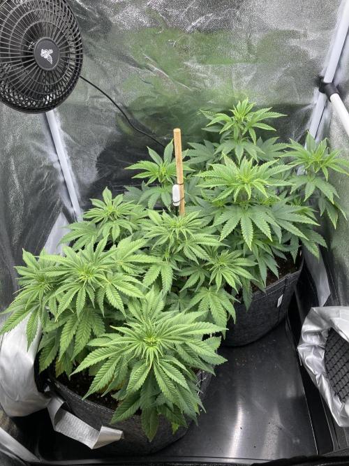 Triangle Project. Week 6 - D41 05.11.25