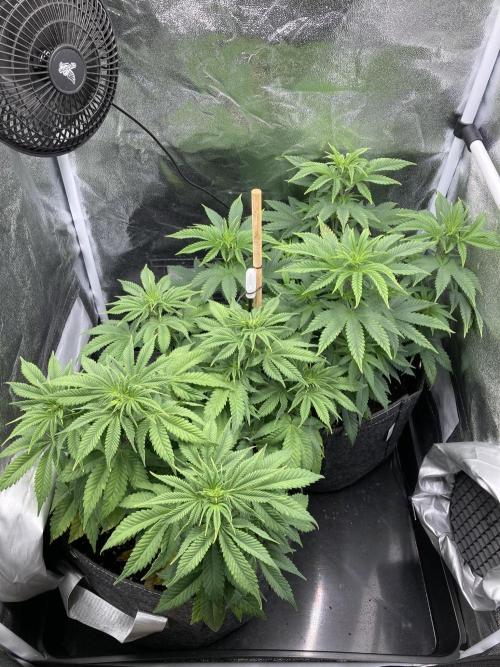 Triangle Project. Week 6 - D42 06.11.25