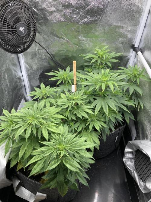 Triangle Project. Week 6 - D43 07.11.25