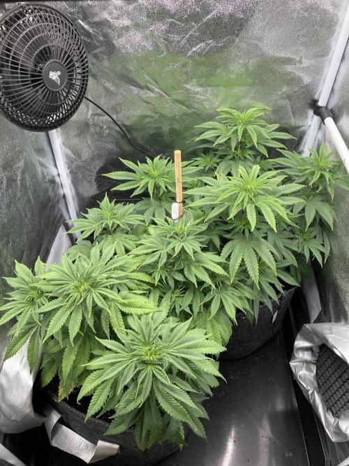 Triangle Project. Week 6 - D45 09.11.25