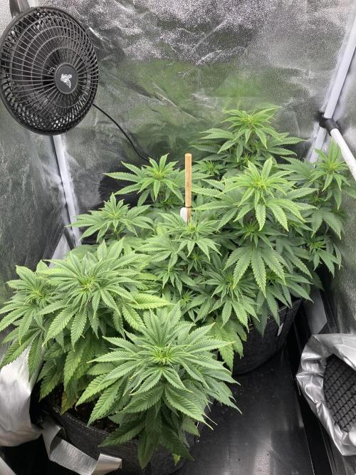 Triangle Project. Week 7 - D46 10.11.25