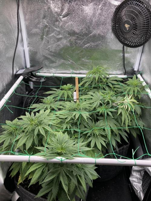 Triangle Project. Week 7 - D47 11.11.25