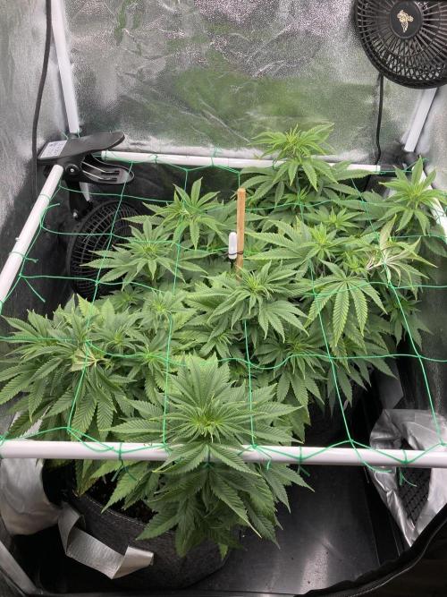 Triangle Project. Week 7 - D48 12.11.25