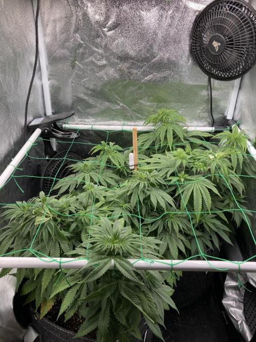 Triangle Project. Week 7 - D49 13.11.25