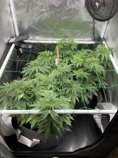 Triangle Project. Week 7 - D50 14.11.25