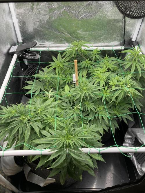 Triangle Project. Week 7 - D51 15.11.25