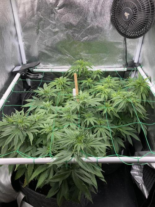 Triangle Project. Week 8 - D53 17.11.25