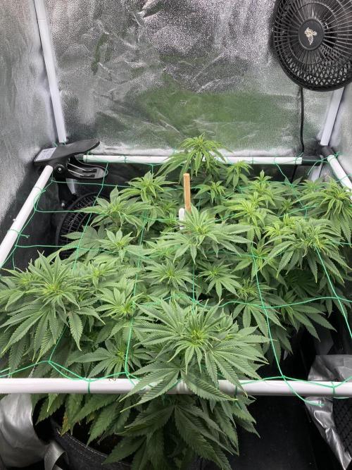 Triangle Project. Week 8 - D54 18.11.25