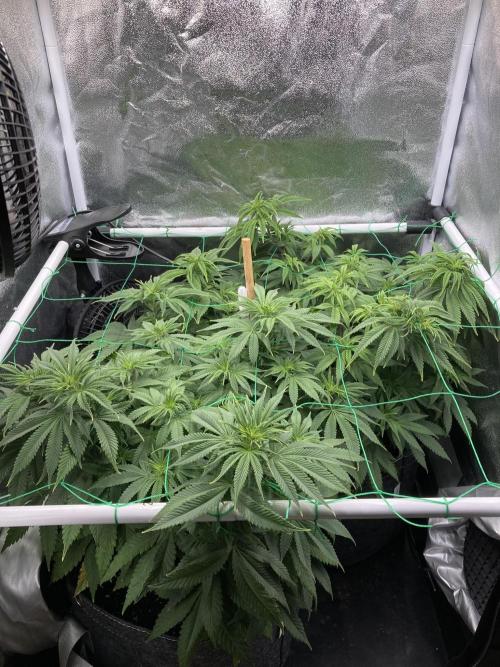 Triangle Project. Week 8 - D55 19.11.25