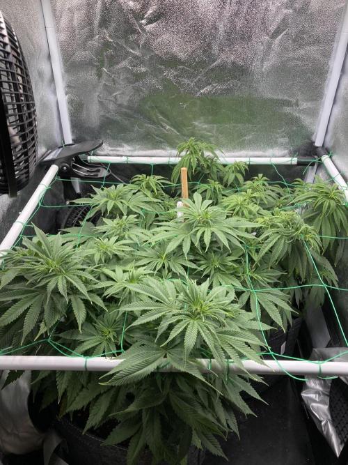 Triangle Project. Week 8 - D56 20.11.25