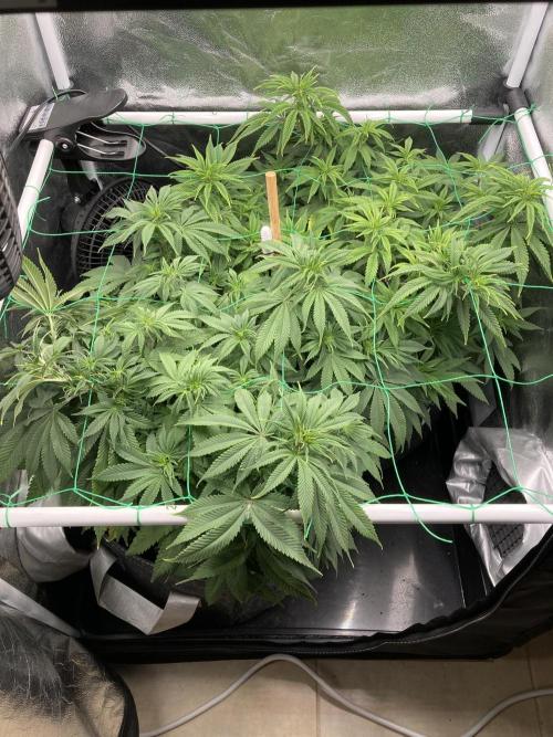 Triangle Project. Week 8 - D57 21.11.25