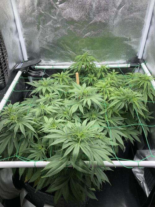 Triangle Project. Week 8 - D58 22.11.25