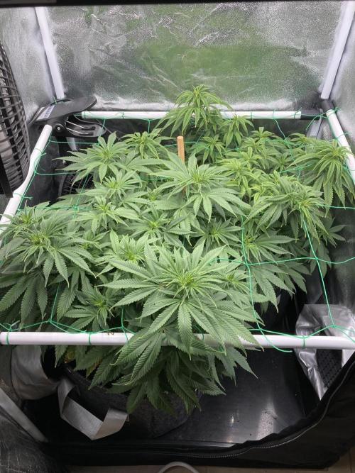 Triangle Project. Week 8 - D59 23.11.25