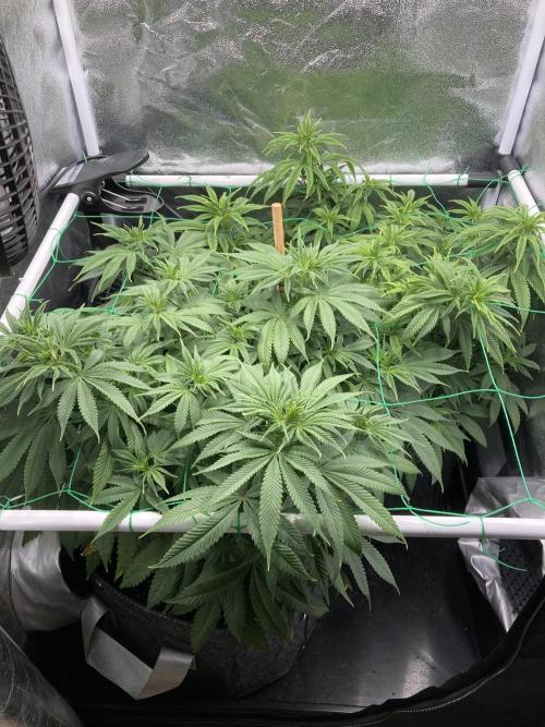 Triangle Project. Week 9 - D60 24.11.25