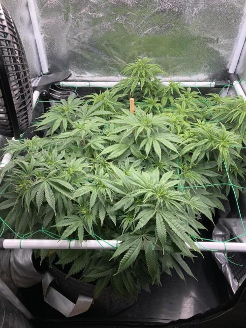 Triangle Project. Week 9 - D61 25.11.25