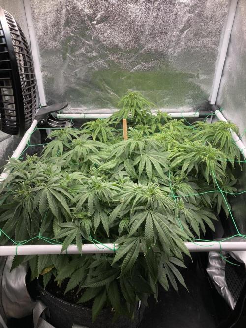 Triangle Project. Week 9 - D62 26.11.25