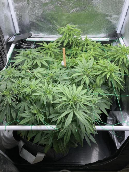 Triangle Project. Week 9 - D63 27.11.25