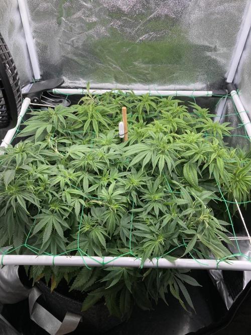 Triangle Project. Week 9 - D64 28.11.25