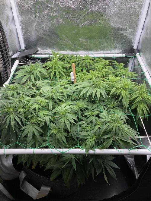 Triangle Project. Week 9 - D65 29.11.25