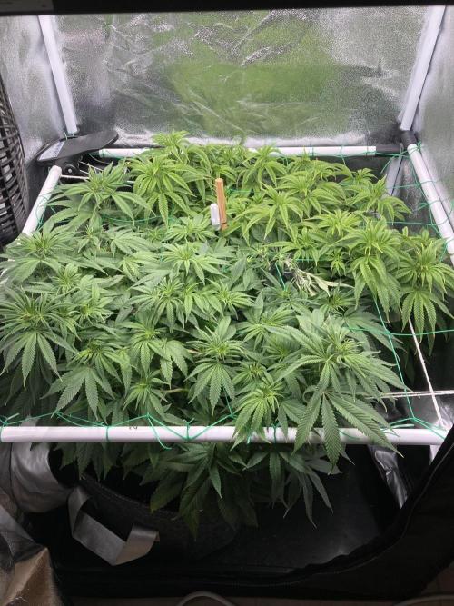 Triangle Project. Week 10 - D67 01.12.25