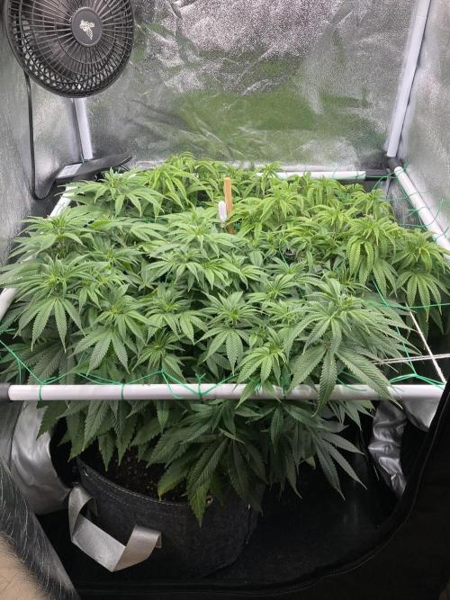 Triangle Project. Week 10 - D68 02.12.25