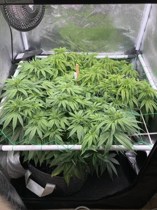 Triangle Project. Week 10 - D69 03.12.25