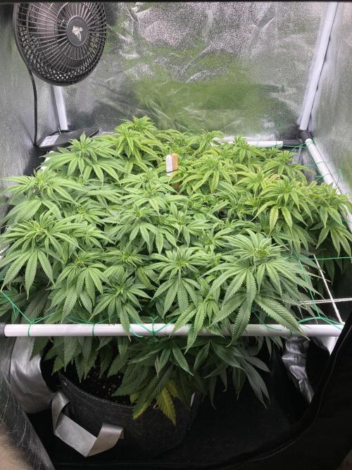 Triangle Project. Week 10 - D71 05.12.25