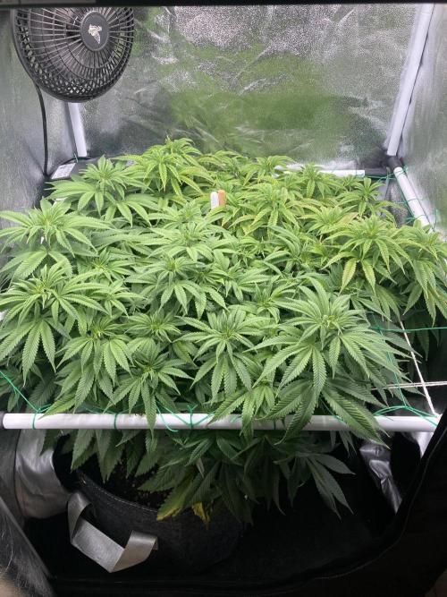 Triangle Project. Week 10 - D72 06.12.25