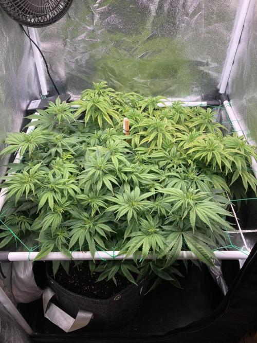 Triangle Project. Week 10 - D73 07.12.25