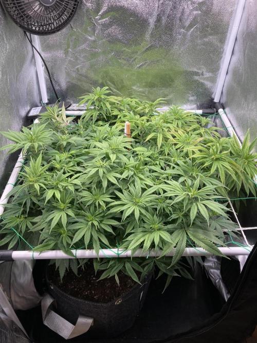 Triangle Project. Week 11 - D74 08.12.25