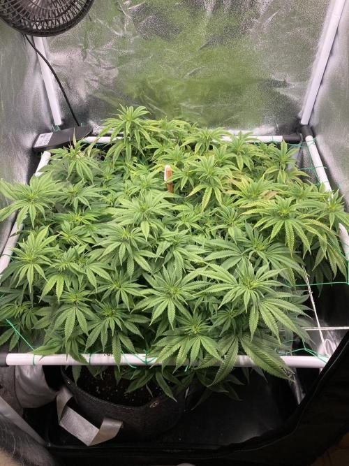 Triangle Project. Week 11 - D75 09.12.25