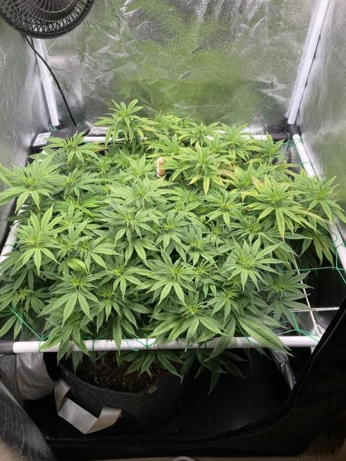 Triangle Project. Week 11 - D76 10.12.25