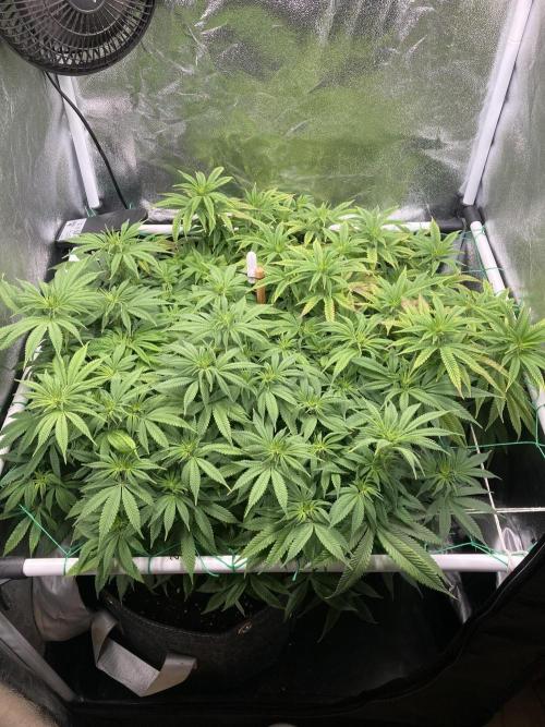 Triangle Project. Week 11 - D77 11.12.25