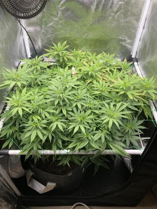 Triangle Project. Week 11 - D78 12.12.25